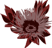 Potent Botanicals